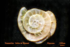 Fossile (guida) da determinare!